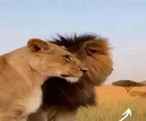 طنز حیات وحش؛ سلطان جنگل به یه ماده دیگه نگاه کرد از ماده خودش کتک خورد!