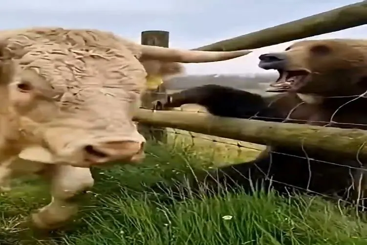 معماری طبیعت؛ وقت شوخی با گاو نبود