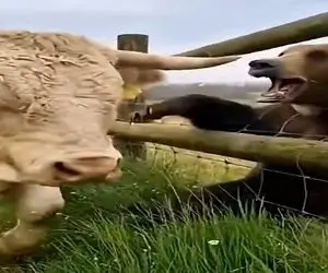 معماری طبیعت؛ وقت شوخی با گاو نبود