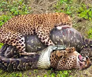 شاهکار حیات وحش؛ شکم پیتون غول بعد بلع پلنگ چش قشنگه قلمبه شد نای خزیدن نداره