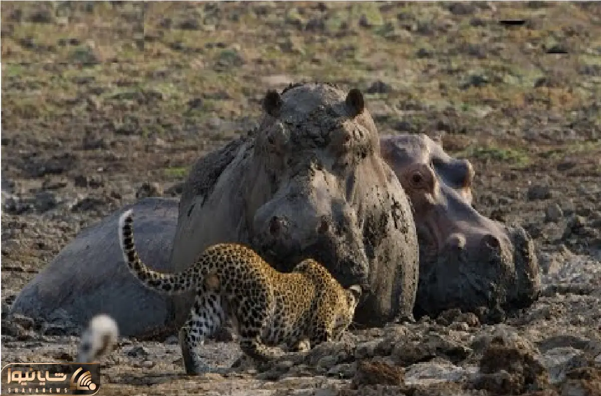 مستند حیات وحش؛ پلنگ خود شاخ پندار بازی را به اسب آبی خشن باخت