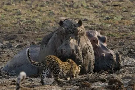 مستند حیات وحش؛ پلنگ خود شاخ پندار بازی را به اسب آبی خشن باخت