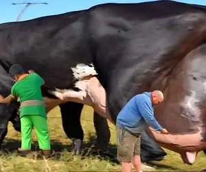 فرآوری گاو؛ گاو بزرگی که شیرش انگار بی پایانه و هر چند نفر می دوشن تموم نمیشه