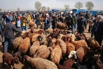 قیمت دام زنده امروز ۲۳ خرداد ۱۴۰۵ + جدول