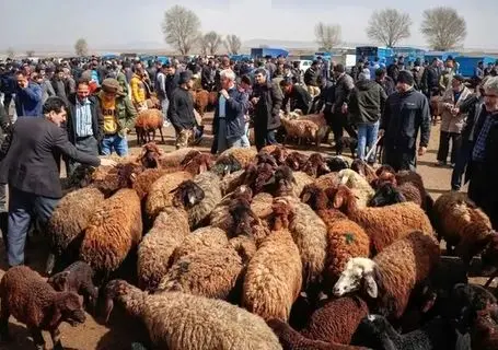 قیمت دام زنده امروز ۲۳ خرداد ۱۴۰۵ + جدول