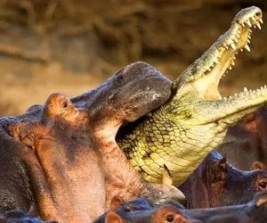 مستند حیات وحش؛ اسب آبی هرکی باهاش در بیافته لای فکش له لکنته میکنه