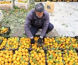 ۷۰۰ هزار تن مرکبات مازندران برای بازار شب عید ذخیره شد