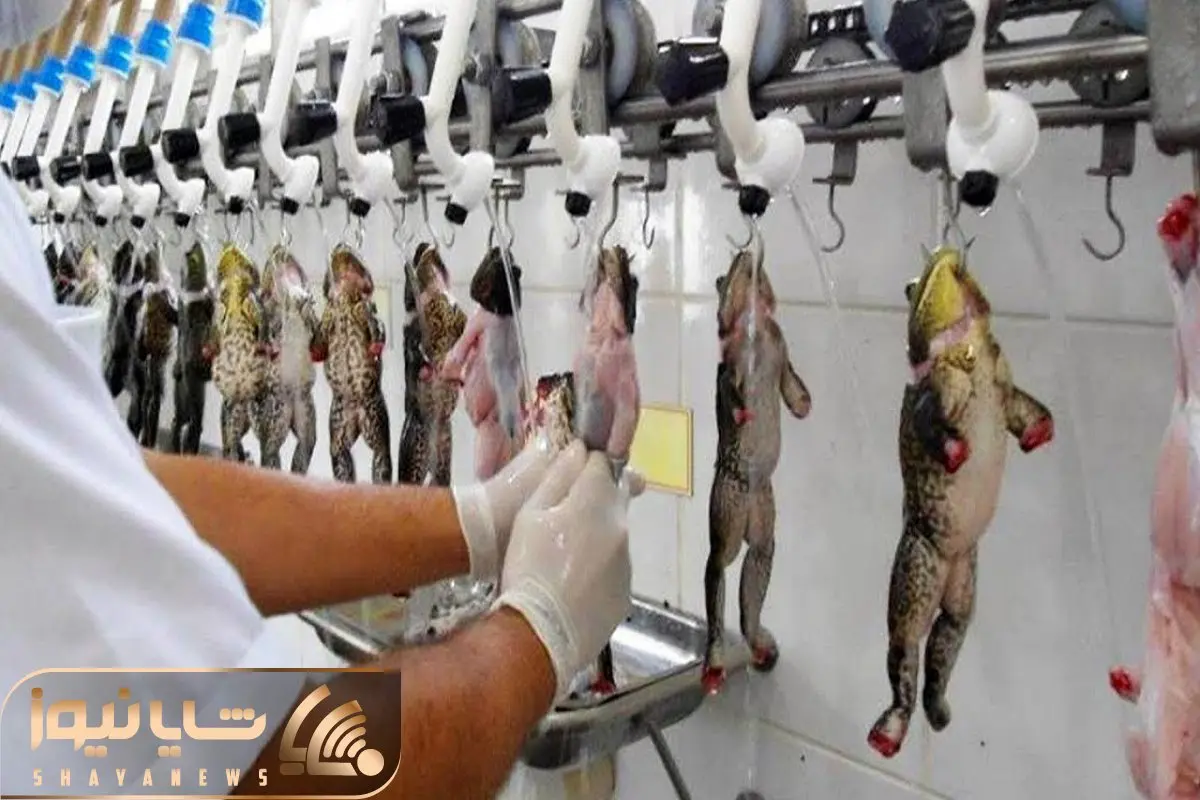 فرآوری قورباغه؛ تخم قورباغه رو تو آب میکارن سبز که شد حلق آویز شده سرخش میکنن