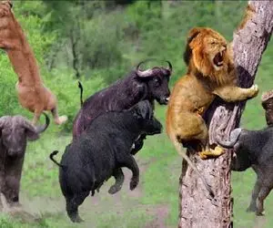 مستند حیات وحش؛ شیر که به بوفالو میرسه موش میشه میگرده دنبال سوراخ