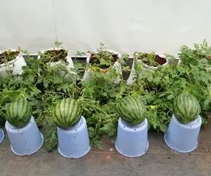 کشاورزی نوین؛ بدون اینکه باغچه داشته باشه تو حیاط خونش هندوانه کاشته محشر 