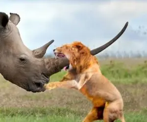 مستند حیات وحش؛ 10 حیوان که از شدت کین با شیر مبارزه می کنن