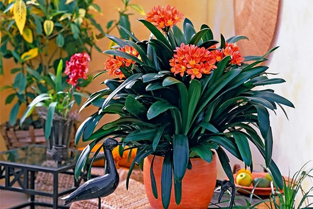 گیاهان مناسب برای فضاهای تاریک