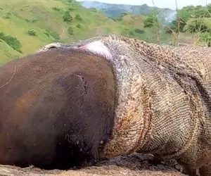 از جذابیت های حیات وحش؛ اژدهای کومودو تا جایی که زور داشت دهن وا کرد تا گراز جا کنه