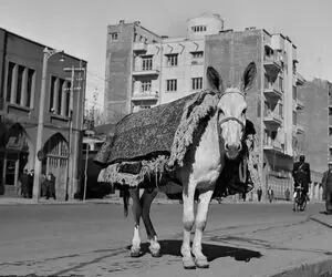 سفر به ایام؛ یک خر زل زده به دوربین در میدان فردوسی؛ سال 1328