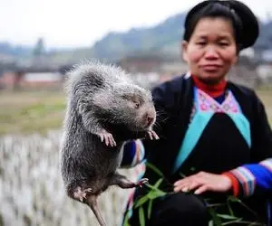 فرآوری موش؛ موش ها رو حسابی کپل میکنن قد خرگوش که شد پوست میکنن وکیوم شده میفروشن