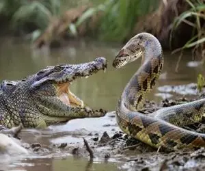 جذابیت حیات وحش / عاقبت پیچیدن پیتون غول به تمساح خونین بود