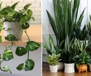 معرفی گیاهان آپارتمانی مقاوم و ارزون/ اگه نور و پول کافی نداری این گلها رو یادت بمونه
