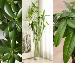 گیاهان آپارتمانی خوش یمن / نگهداری از اینا شگون داره دست خوشبختی رو میگیرن میارن خونت