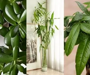 گیاهان آپارتمانی خوش یمن / نگهداری از اینا شگون داره دست خوشبختی رو میگیرن میارن خونت