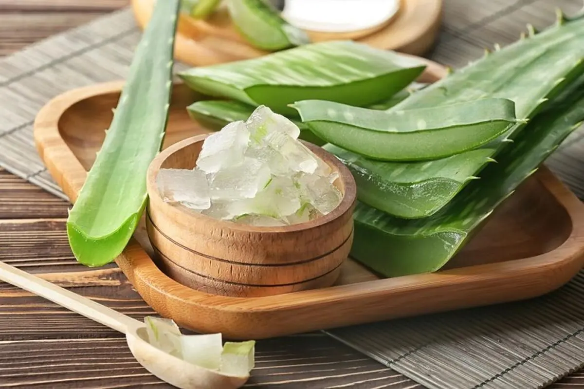 Aloe-vera