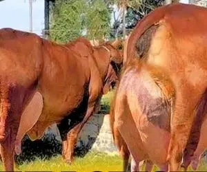 فراوری گاو؛ گاو قرمزی اینقد شیر تو وجودش زیاده که راحت راه نمی تونه بره و تلو میخوره