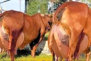 فراوری گاو؛ گاو قرمزی اینقد شیر تو وجودش زیاده که راحت راه نمی تونه بره و تلو میخوره