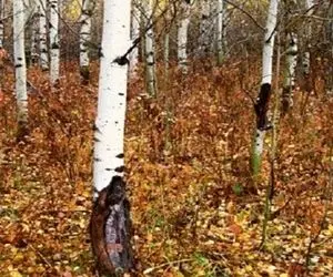 بازی فکری؛ فقط یه هفت خط روزگار میتونه حیوون مخفی تو تصویر رو ببینه