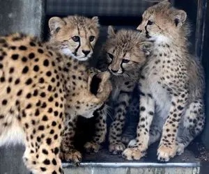 این تازه ترین خبر از آذر و توران است!