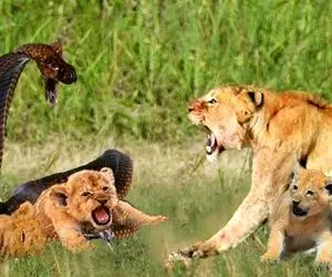 از جذابیت های حیات وحش؛ وقتی که شیر با دیدن مار بدجور گرخید و به تشنج افتاد