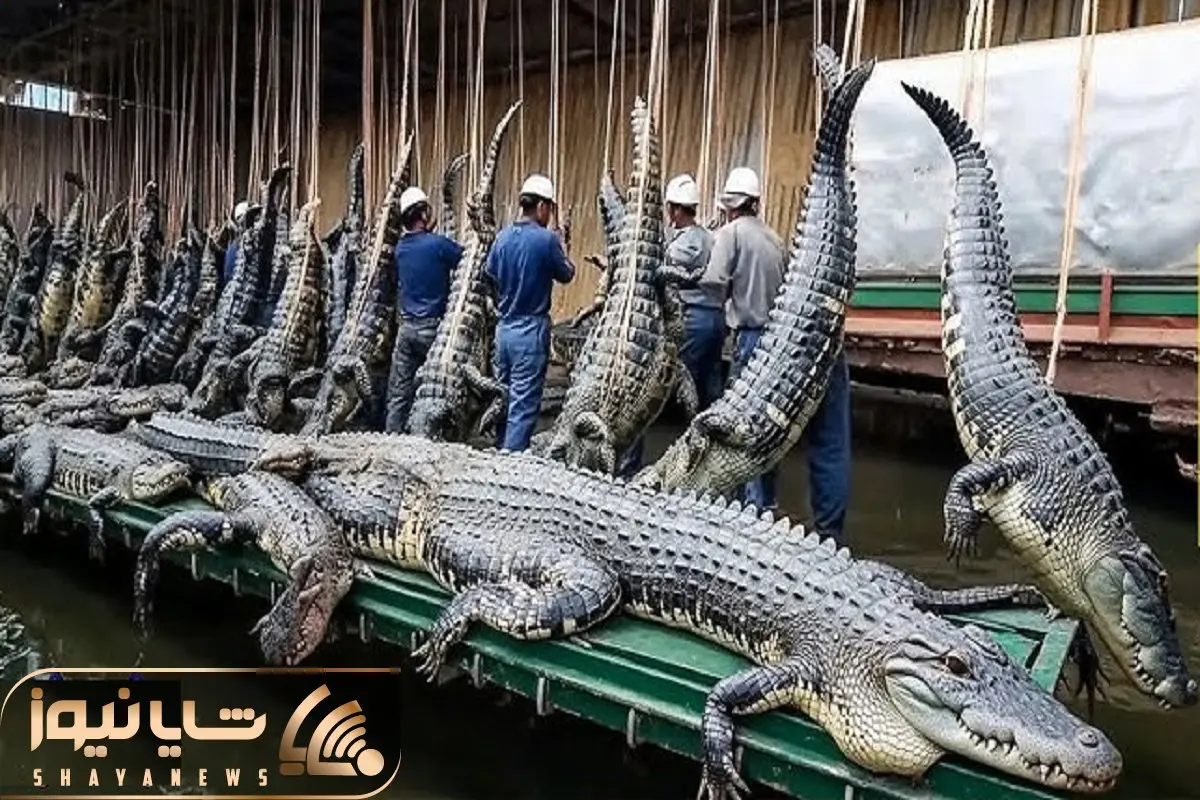  فرآوری تمساح؛ وزن تمساح به 500 پوند برسه میره رو تخت غسالخونه پوستشو جدا شه