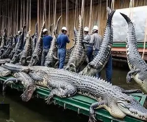  فرآوری تمساح؛ وزن تمساح به 500 پوند برسه میره رو تخت غسالخونه پوستشو جدا شه