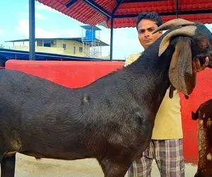 مستند حیوانات اهلی؛ بزغاله هایی که از گاو بیشتر شیر دارن و از شتر بلندتر هستند