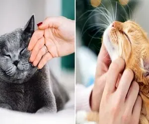 چرا گربه نمیذاره نازش کنم؟/ 5 تا از مهم ترین دلایل که اگه بدونی محبوب کل گربه ها میشی