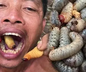 غذای چندش ؛ تو جنگل زندگی می کنند و خب خوراکشون هم همون حیوانات هستند