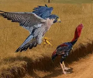 شاهکار حیات وحش؛ شاهین طماع شیرجه اومد از خروس مرغ بلند کنه تاوانش دردناک بود