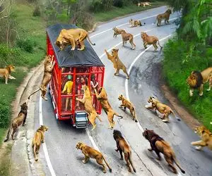 شاهکار حیات وحش؛ برای کفتارها و شیرها باغ وحش سیار انسانی راه انداختن مراقبن صید نشن