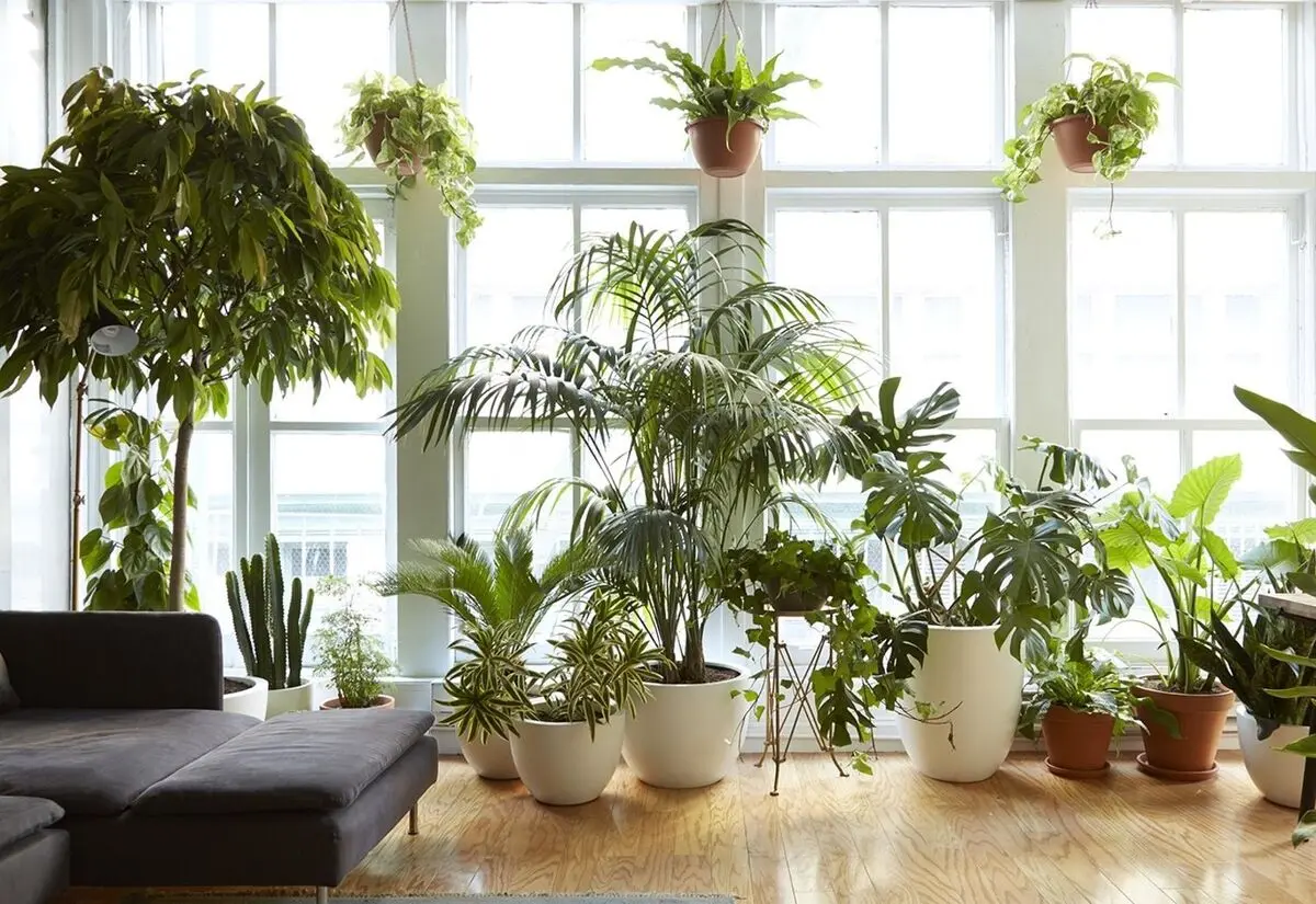 lux-plants9
