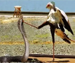 مستند حیات وحش؛ پرنده آزمند پاهای شلنگیش رو انداخت دور مار کشوندش به قهقهرا