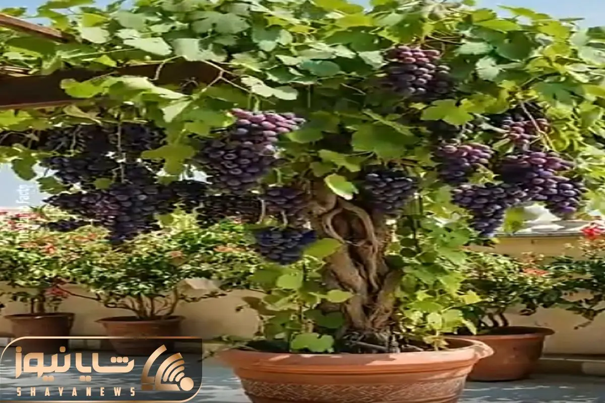 کشاورزی نوین؛ با دونه های انگور گوشتی یه درختی عمل آوورد تو گلدون برگ ریزونه مگه میشه