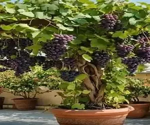 کشاورزی نوین؛ با دونه های انگور گوشتی یه درختی عمل آوورد تو گلدون برگ ریزونه مگه میشه