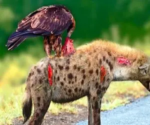 شاهکار حیات وحش؛ عقاب سفاک افتاد به جون کفتاری که مذبوحانه در حال بلع جوجه عقاب بود