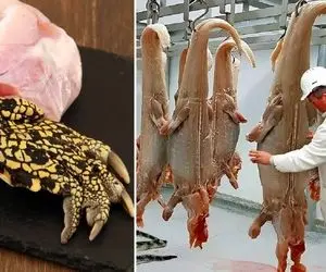 کارخانه حیوانات؛ کروکودیل رو مثل گاو پرورش میدن تا با گوشتش کباب شیشلیک بزن