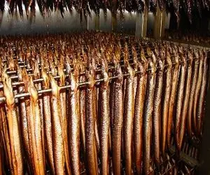 فرآوری مار؛ مارماهی ها و بعد پروار شدن آویزون میکنن خشک شه میلیاردی درآمد داره