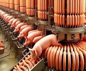 فرآوری خوک؛ خوک حرمی صورتی قلمبه که شد میره کارواش سلاخی میشه واسه سوسیس شدن