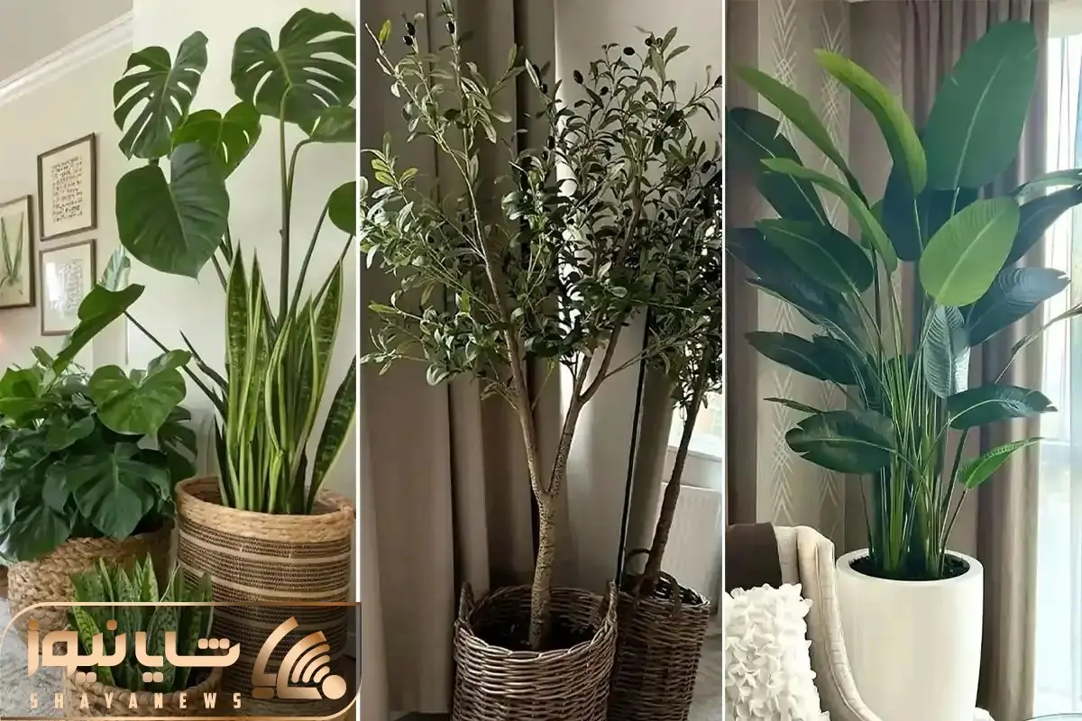 گیاهان مناسب خانه های کم نور؛ خونت 7 طبقه زیر زمین باشه و ظلمات اینا بازم رشد میکنن