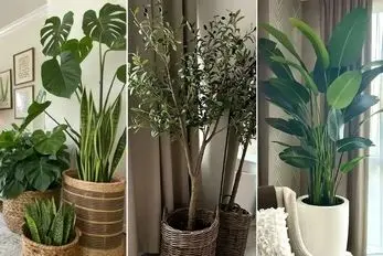 گیاهان مناسب خانه های کم نور؛ خونت 7 طبقه زیر زمین باشه و ظلمات اینا بازم رشد میکنن