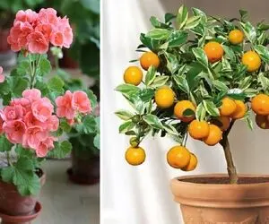 معرفی خوشبوترین گیاهان آپارتمانی / فضایی زیبا و دلنشین با نگهداری از گل های معطر