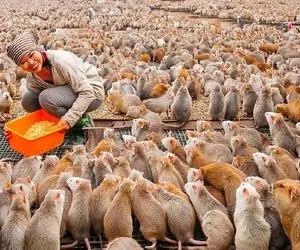 فرآوری موش؛ وقتی موش‌ها گرد و قلمبه شدن پوستشونو رنده میکنن بعد درسته سرخش میکنن