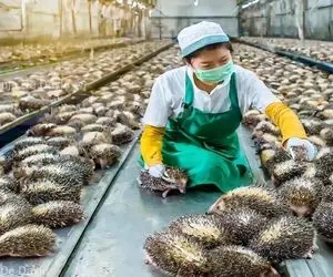 فرآوری جوجه تیغی؛ جوجه تیغی رو پوست می کنن و مثل یه گوله دمبه آماده می کنن واسه کباب