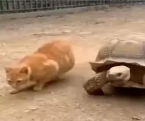 طنز حیات وحش؛ گربه بد ذات ادا لاکپشت در میاره